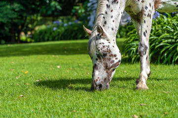 Obraz premium Horse grazing on green grass in the tropical garden. Tanzania, Africa