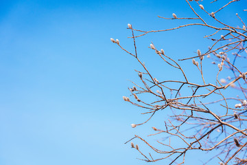 Obraz premium Fluffy willow buds on the branches in the spring sunny day.