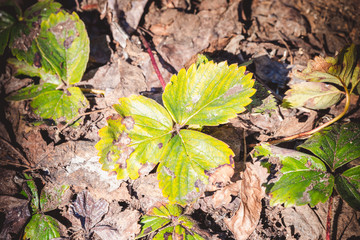 Green leaves of strawberry bloom in spring after long winter.