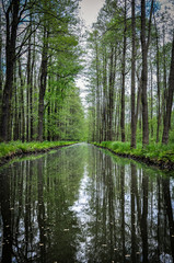 Channel in the German Spree Forrest