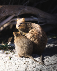 Quokka family Rottnest Island