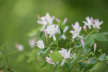 Beautiful flowers blooming in spring day.