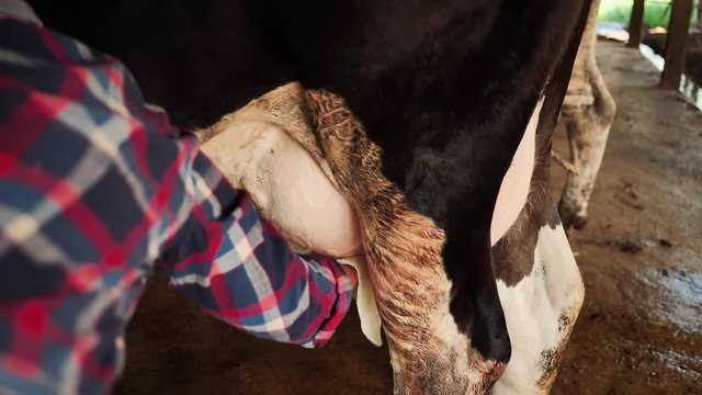 Farmer woman cleaning cow's milk in farm. career agriculture, farmer. Real cow's milk farm Asia Thailand. Milking management Procedure two Use cloth wipe cow udder with an antiseptic by using chlorin