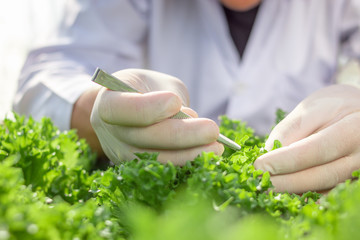 Close up scientist hand collecting hydroponic vegetables sample for analysis.