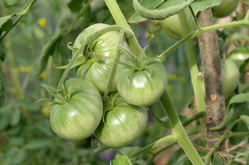 Green tomatoes on a branch are maturing in a greenhouse