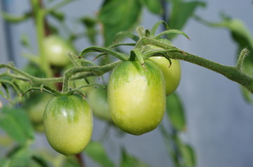 Tomatoes ripen in a polycarbonate greenhouse