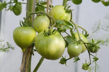 Green tomatoes ripen in a polycarbonate greenhouse