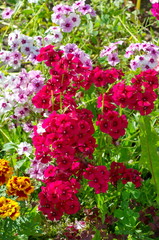 Multicolored annual Phlox bloom in the garden