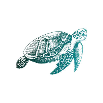 Loggerhead Turtle with Strong Armor Swimming Deep Underwater Vector Sketched Illustration