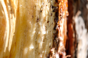 fresh resin that just came out of the tree on the damaged area