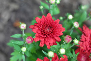 Red dalia flower in a garden