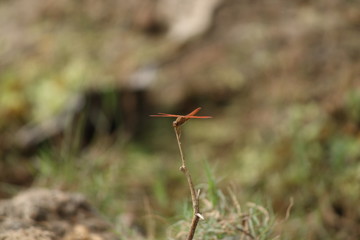 red dragonfly on a stick