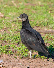 Black Vulture