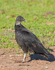 Black Vulture