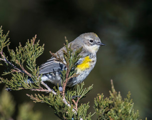 Yellow-rumped Warbler on a perch