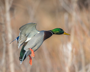 Mallard in flight