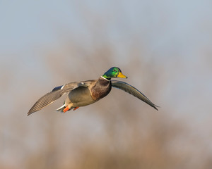 Obraz premium Mallard in flight