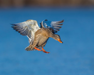 Mallard in flight