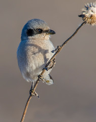 Loggerhead Shrike