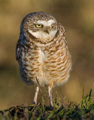 Burrowing Owl