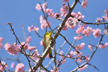 梅の花とウグイス