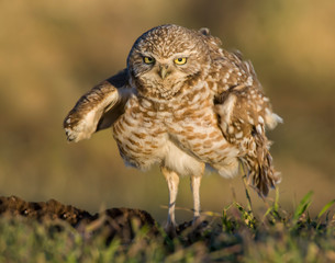 Burrowing Owl