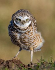 Burrowing Owl