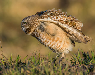 Burrowing Owl