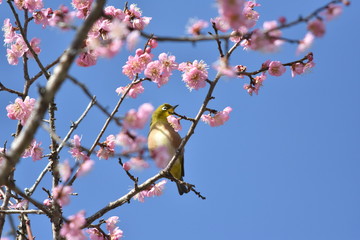 梅の花とウグイス