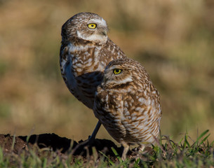 Burrowing Owl