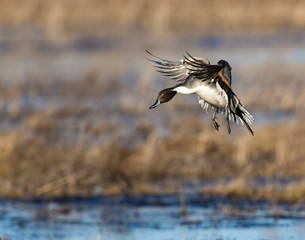 Northern Pintail in flight