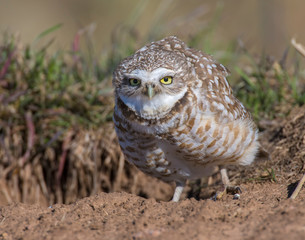 Burrowing Owl
