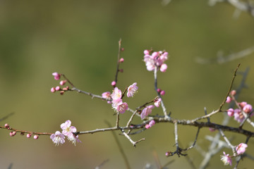 梅の花とウグイス