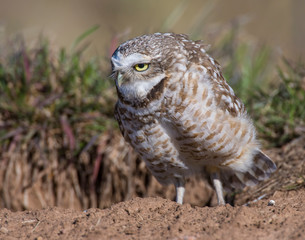 Burrowing Owl