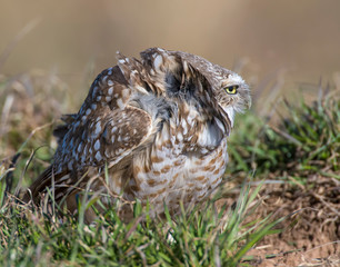 Burrowing Owl