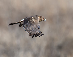 Northern Harrier in flight
