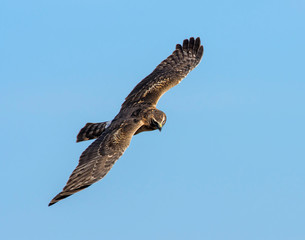 Northern Harrier in flight