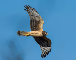 Northern Harrier in flight