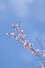 梅の花とウグイス