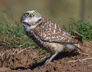 Burrowing Owl