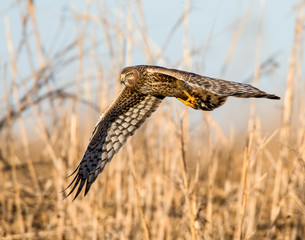 Northern Harrier in flight