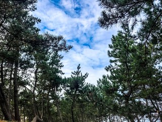 trees and sky