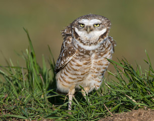 Burrowing Owl