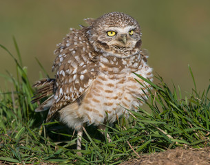 Burrowing Owl