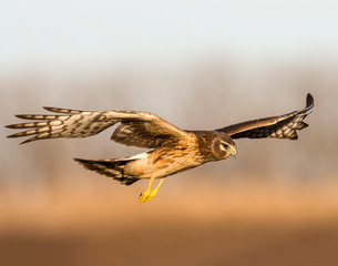 Northern Harrier in flight