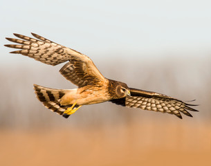 Northern Harrier in flight