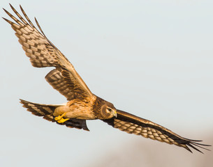 Northern Harrier in flight