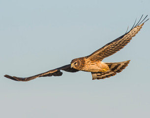 Northern Harrier in flight