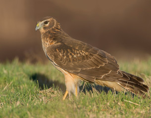 Northern Harrier on the ground