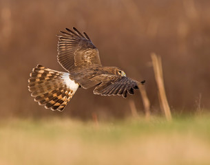 Northern Harrier in flight